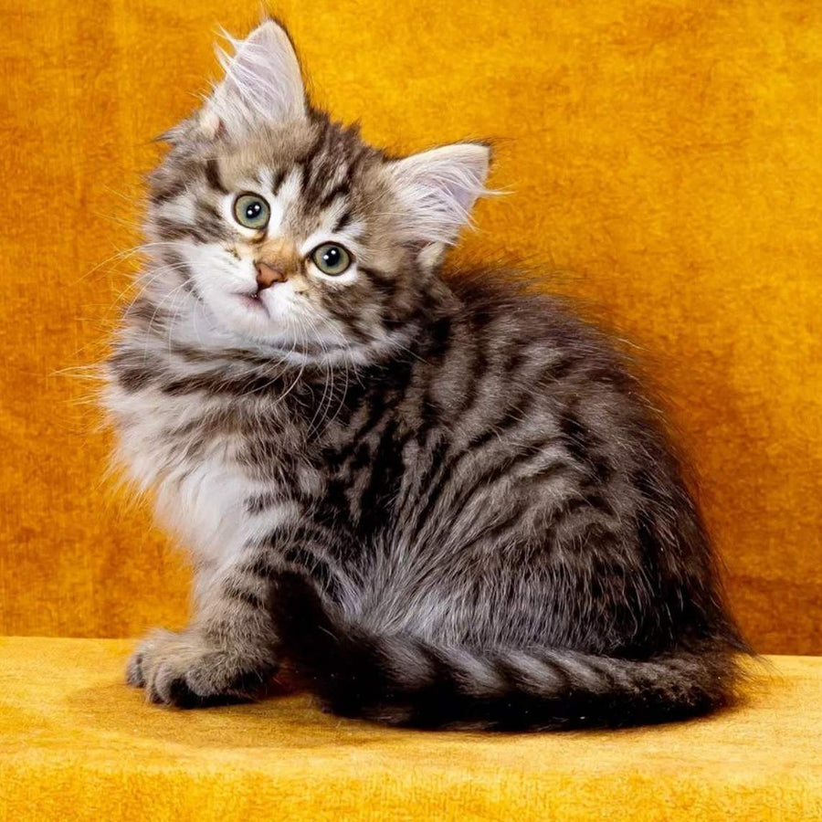 Katya Siberian female, black spotted tabby