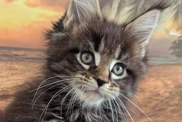 Odilia Maine Coon female black tabby live animals