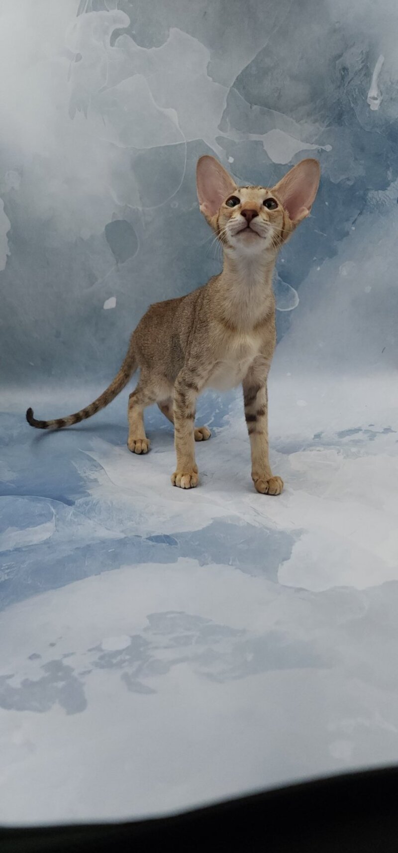Marian Oriental Shorthair female, chocolate tortie spotted tabby