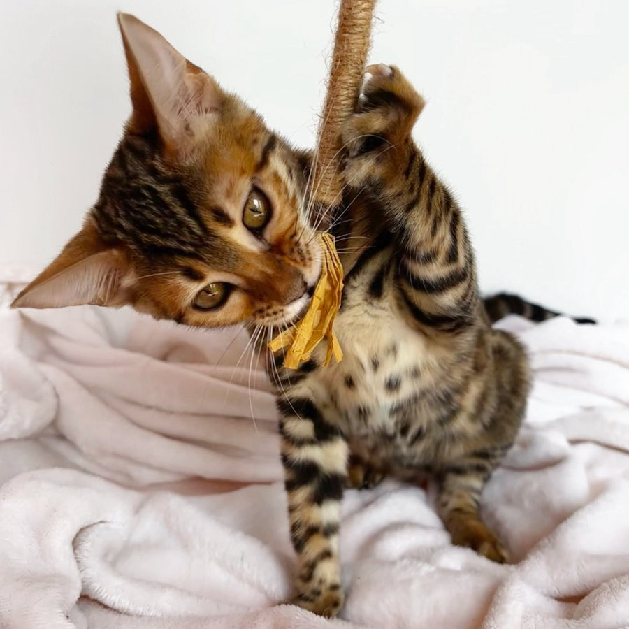 Deizi Bengal female, black spotted tabby