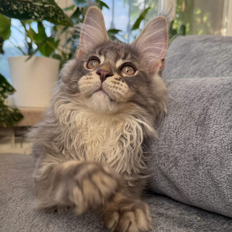 Courvosier Maine Coon male, blue silver ticked tabby