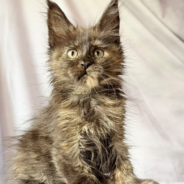 Naima Maine Coon polydactyl 6x6x6x6 female, black tortie
