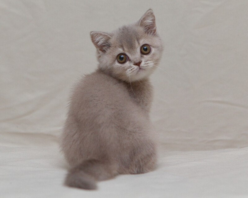 Nyasha British Shorthair female, lilac ticked tabby