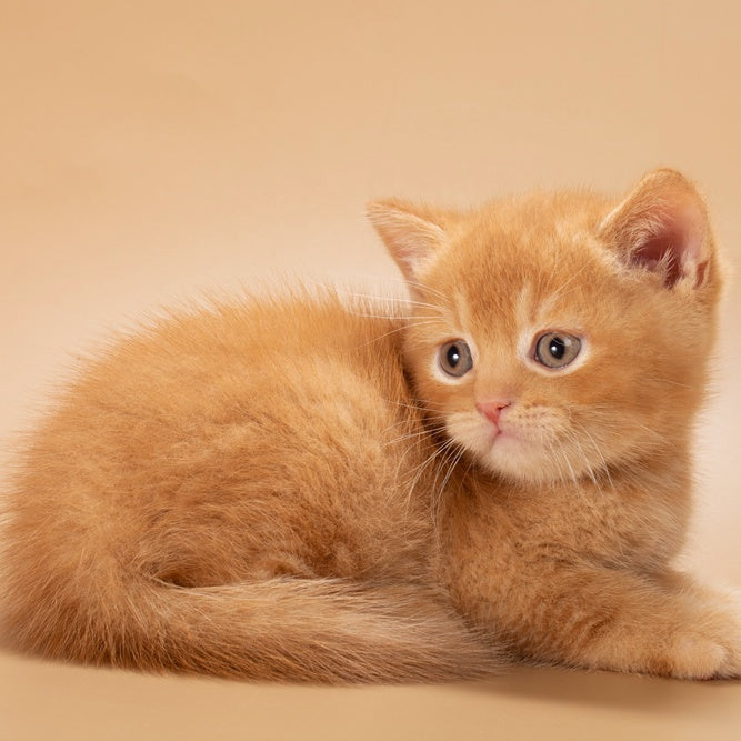 Quoddy British Shorthair male, red
