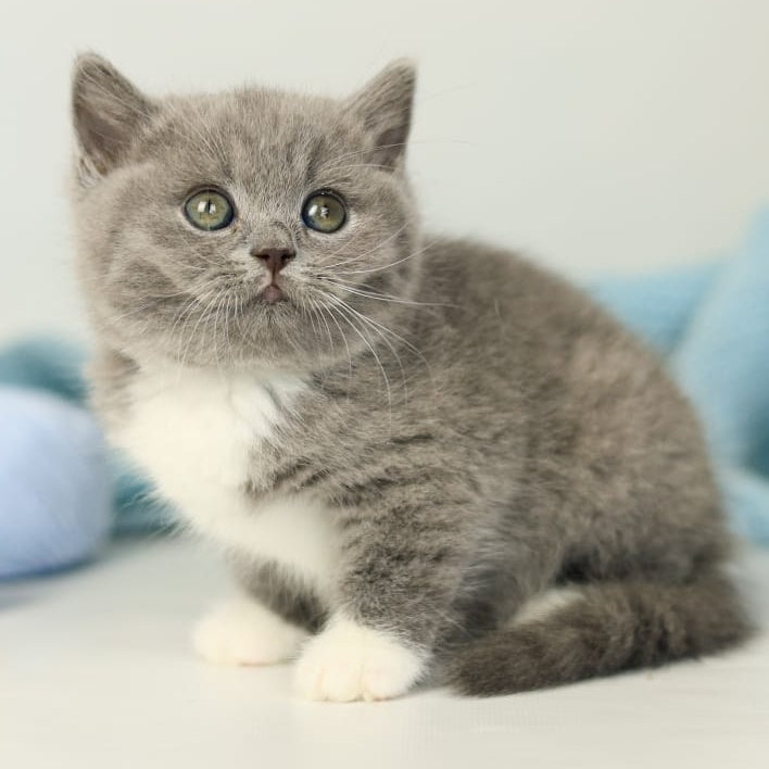 Petra British Shorthair female, blue bicolour