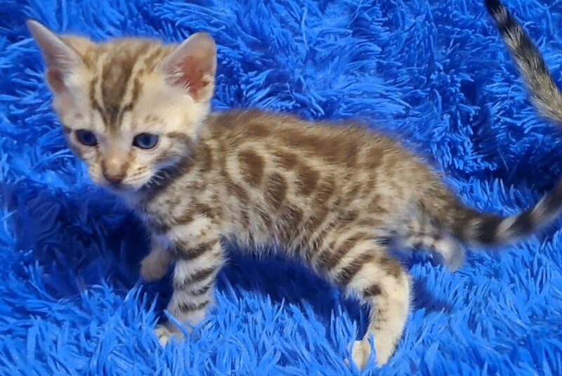 Kiki Bengal female black spotted tabby pointed - live animals