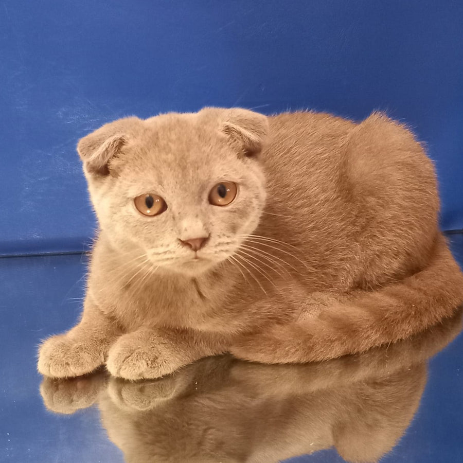 Emelya Scottish Fold male, blue