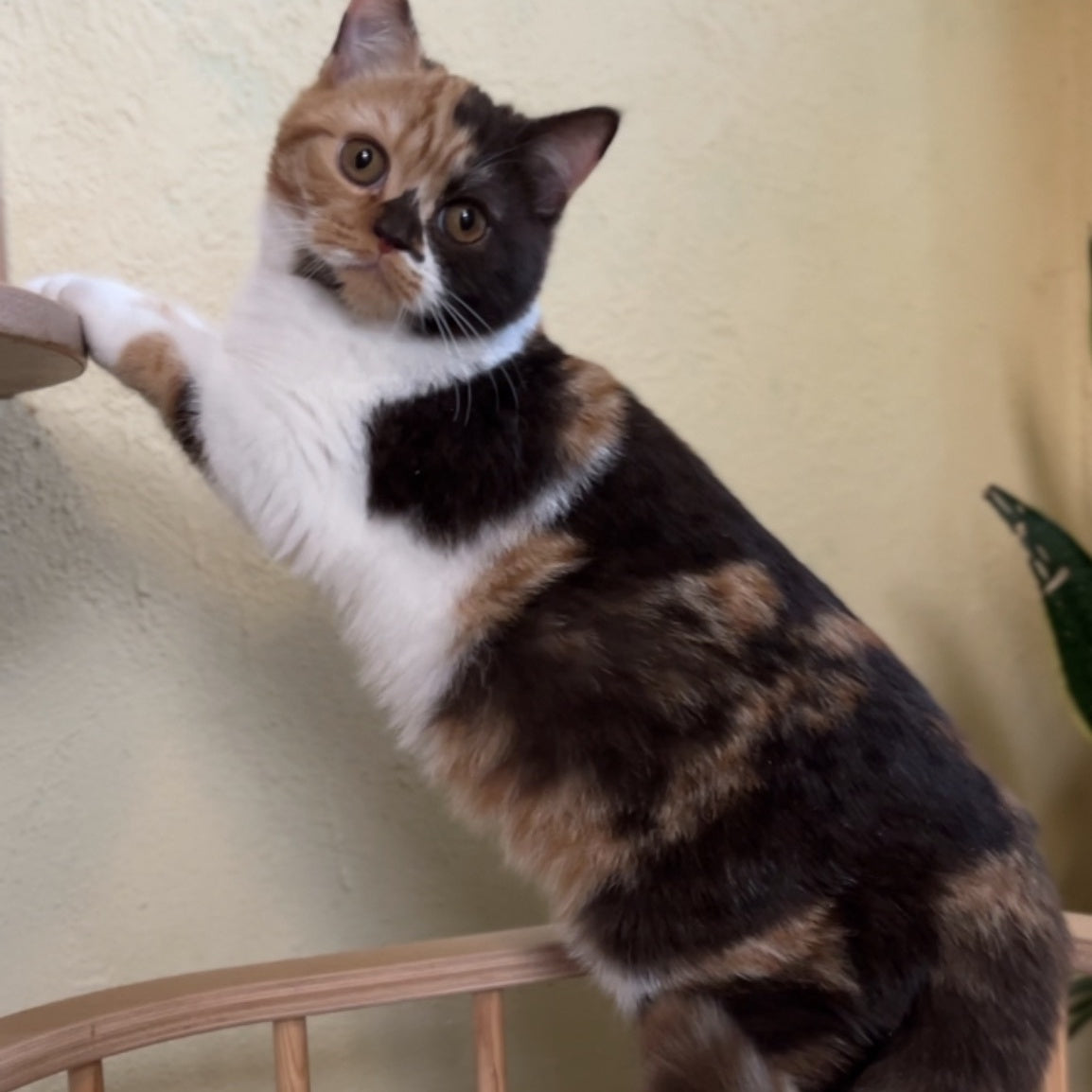 Dream British Shorthair female, chocolate tortie bicolour