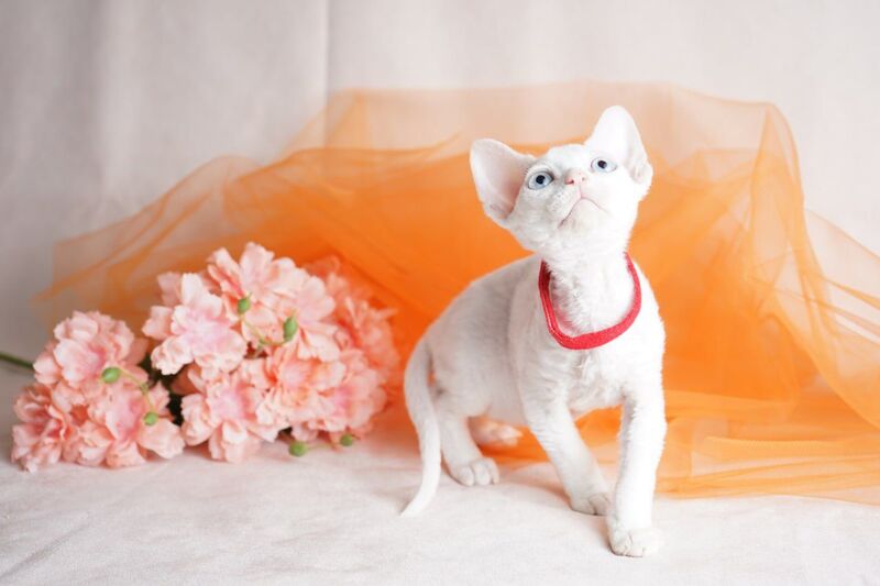 Naitiri Devon Rex female white - live animals