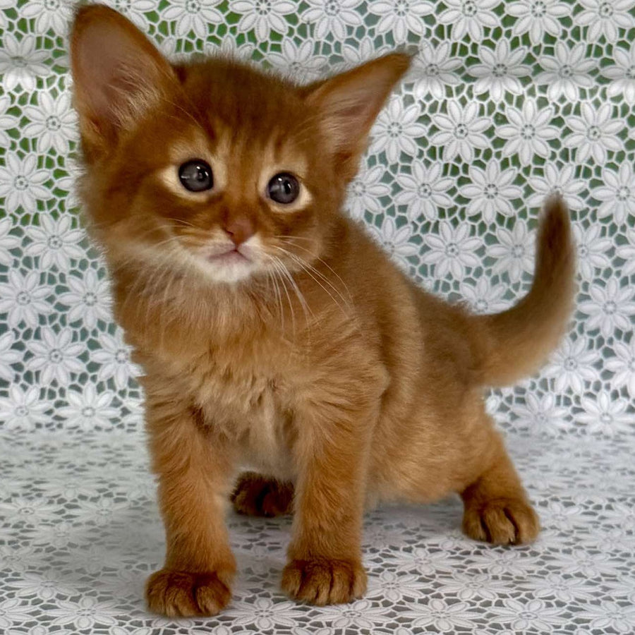 Gabriel Somali male, sorrel