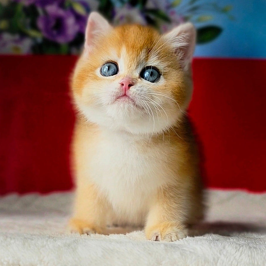 Tiffany British Shorthair female, black golden chinchilla