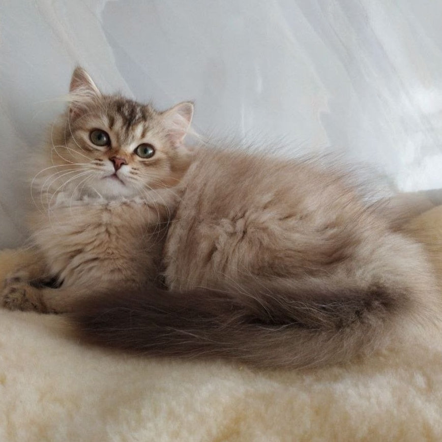Clyde Scottish Straight male, chocolate golden ticked tabby