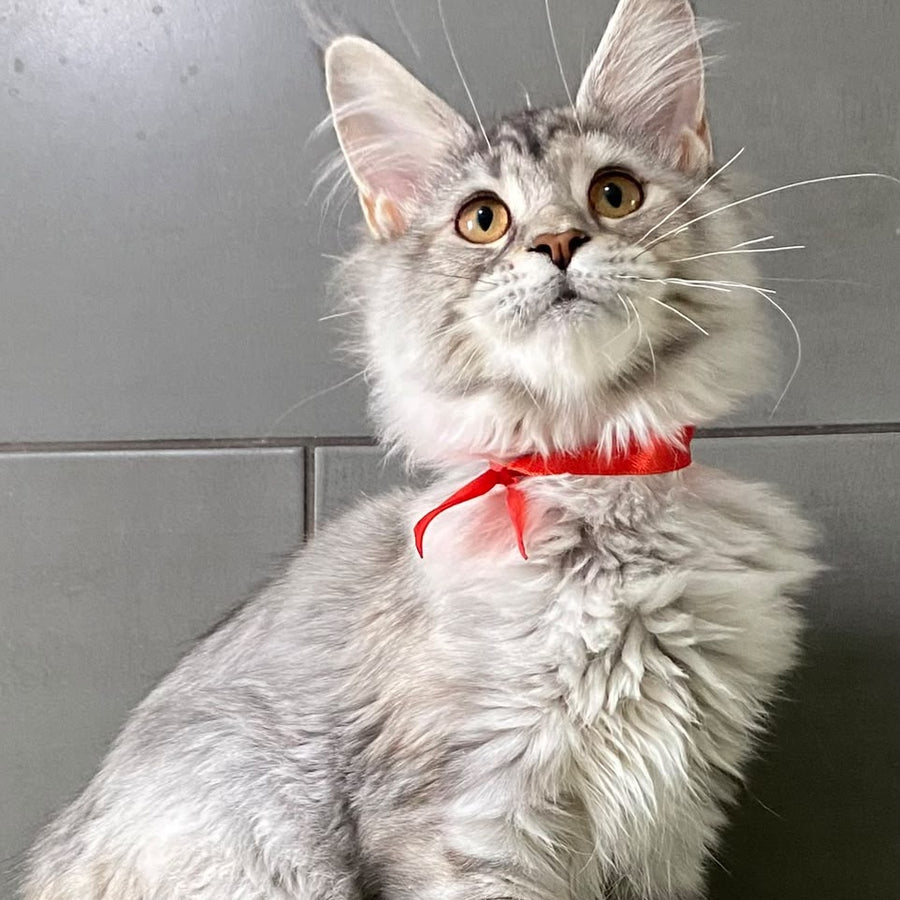 Western Dream Maine Coon female, black tortie silver tabby