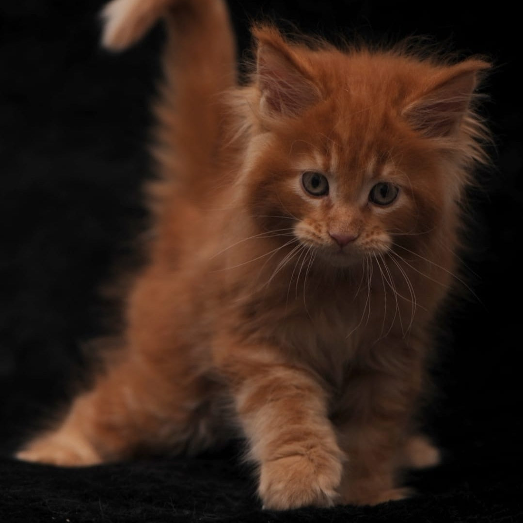 Sem Maine Coon male, red