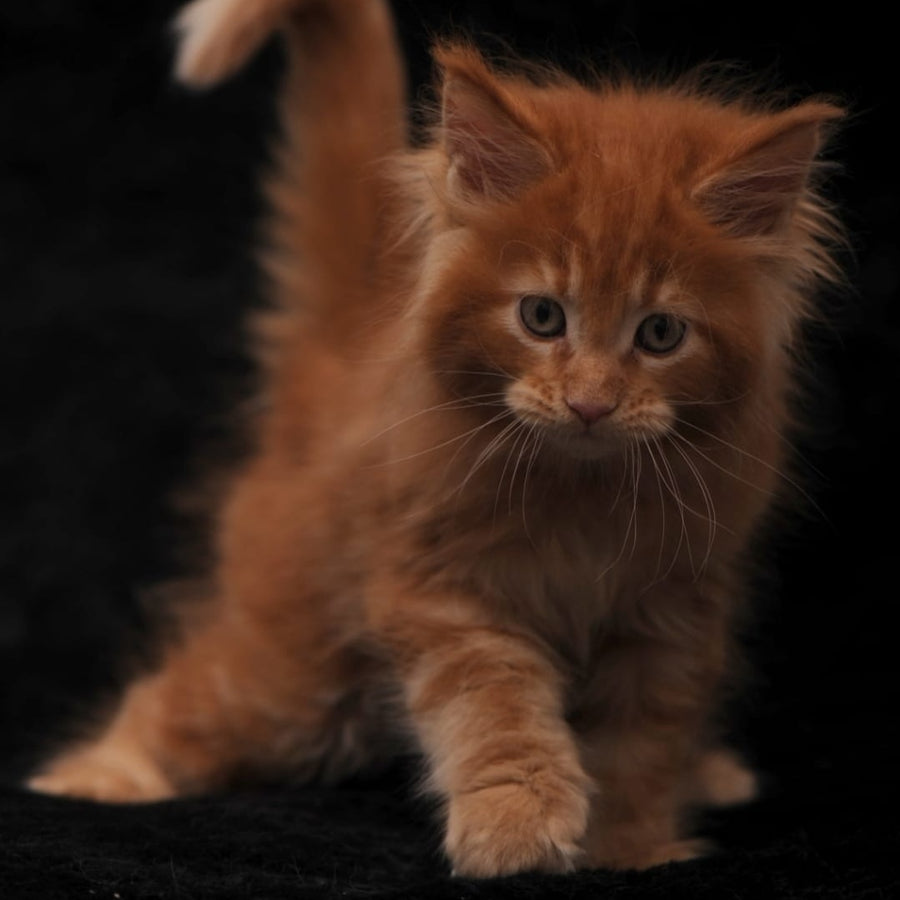 Sem Maine Coon male, red