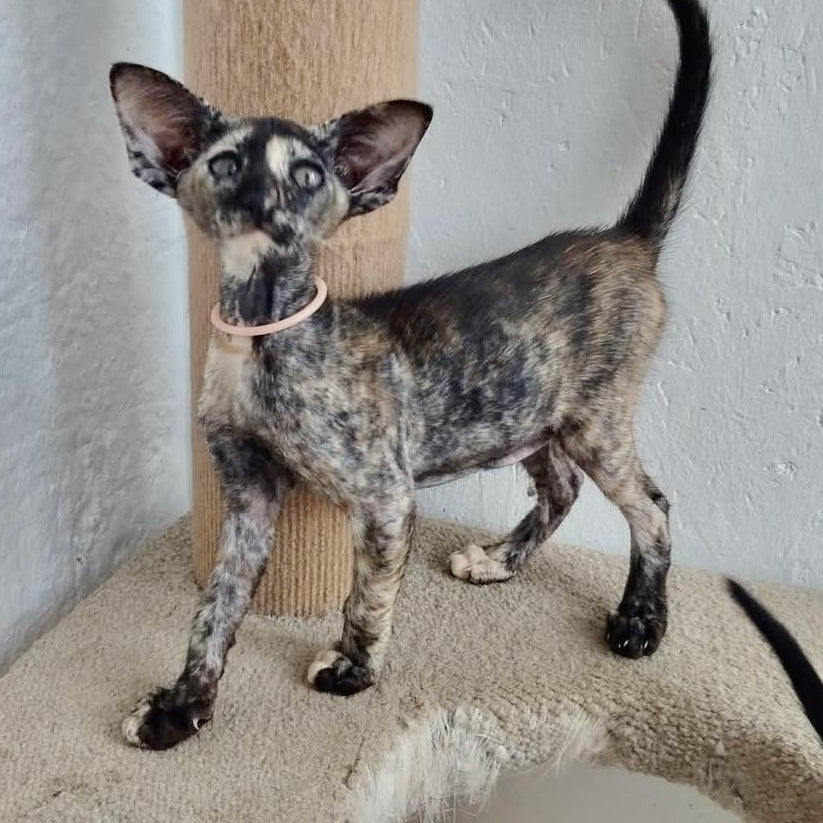 Baby Oriental Shorthair female, black tortie