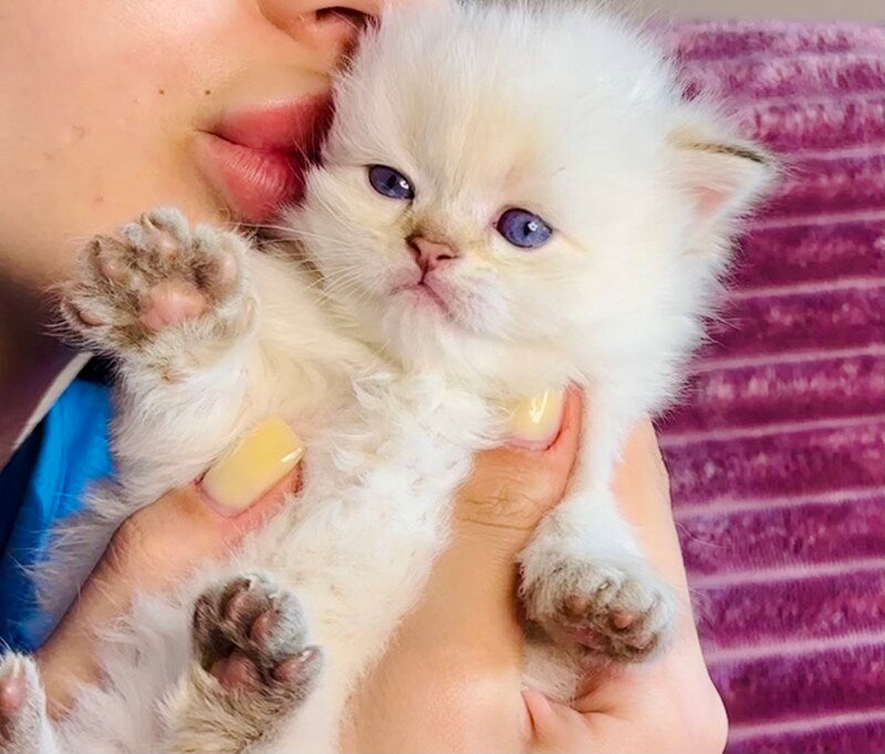 Eva British Longhair female, blue golden shaded pointed