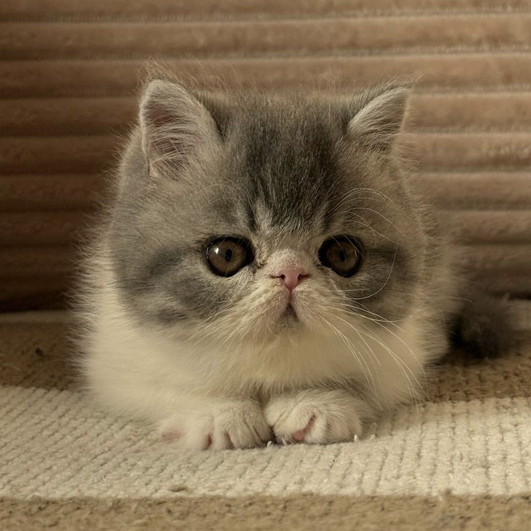 Marie Exotic female, blue bicolour spotted tabby