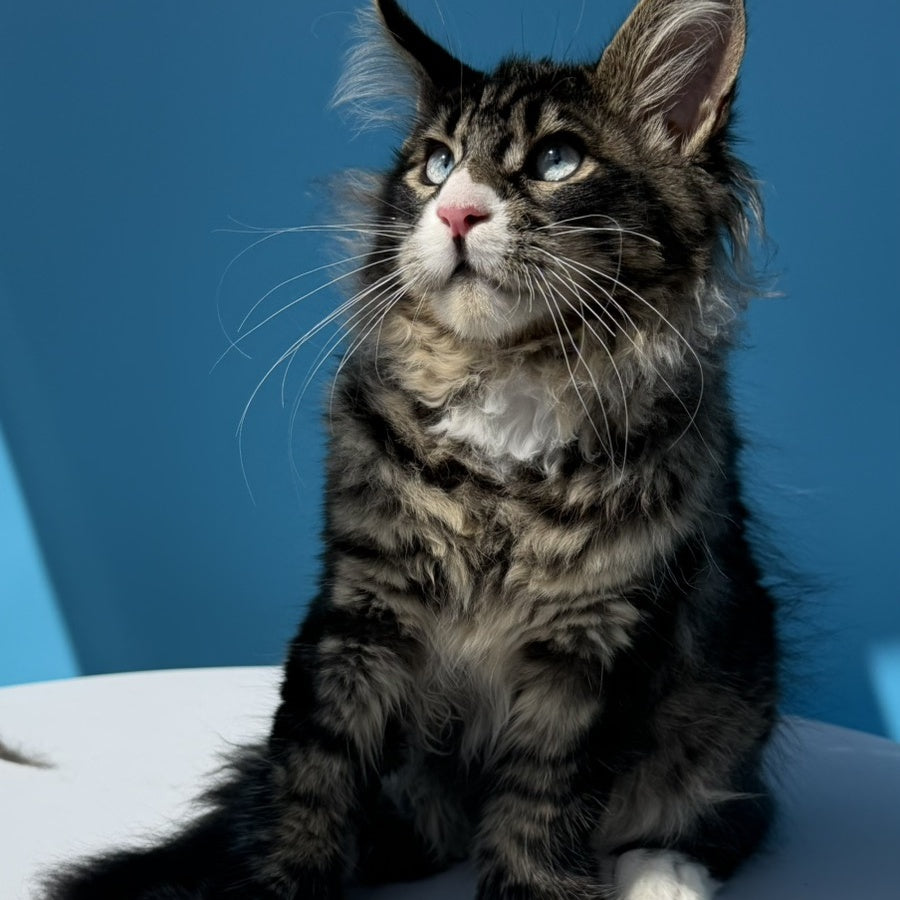 Kira’s Maine Coon polydactyl 6x6x6x6 male, black spotted tabby bicolour