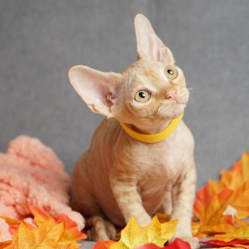 Pikachu Devon Rex male, red