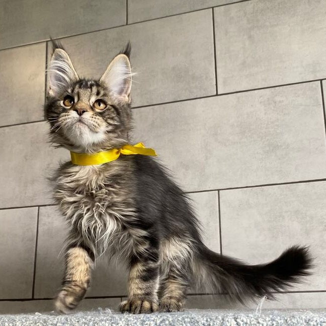 Umba Maine Coon female, black tabby