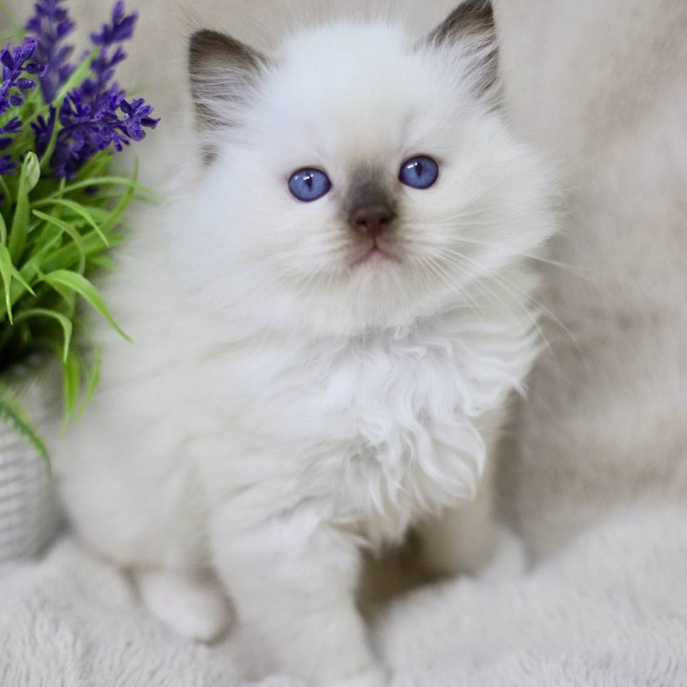Kimi Ragdoll male, black mitted