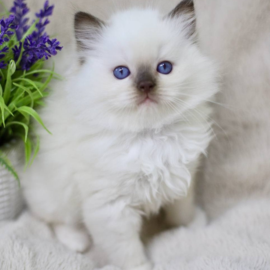 Kimi Ragdoll male, black mitted