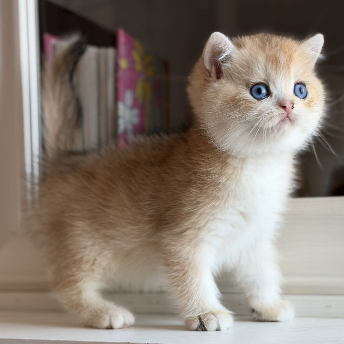 Nick British Shorthair male, black golden chinchilla
