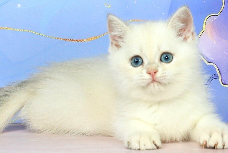 Quest British Shorthair male blue golden shaded pointed - live animals
