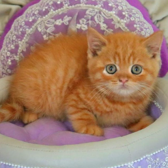 Misha British Shorthair male, red