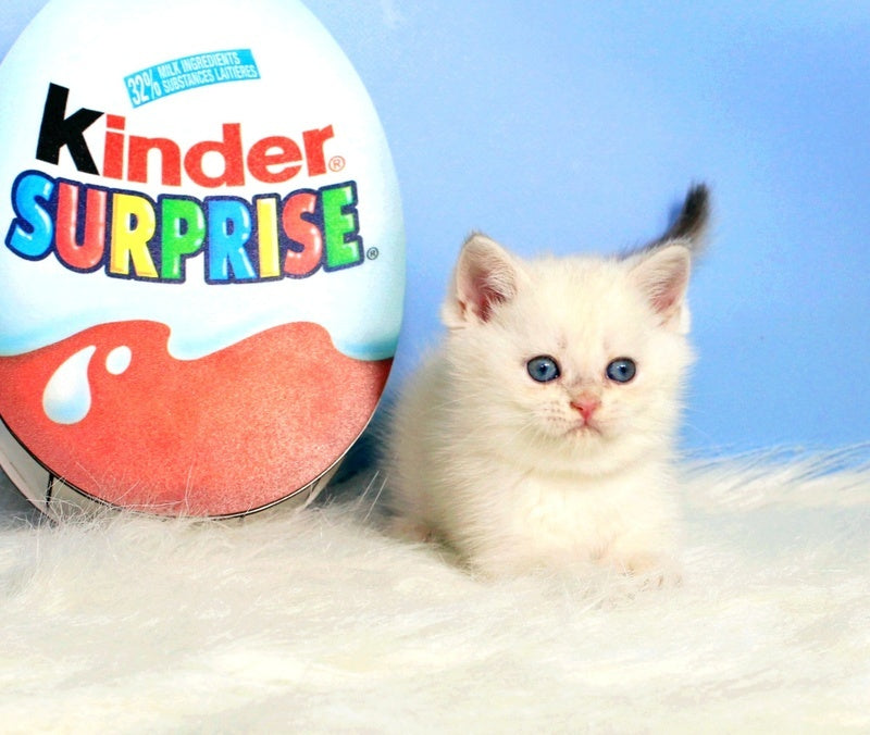 Princess British Shorthair female blue golden shaded - live animals