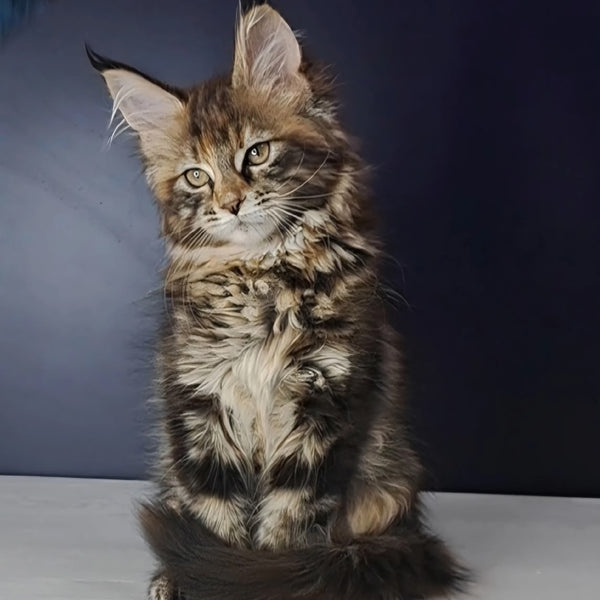 Ozzy Maine Coon polydactyl 6x6x6x6 female, black tortie tabby