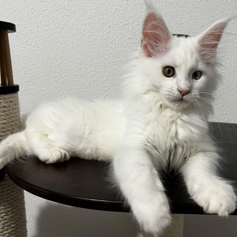 Bella Maine Coon female, white