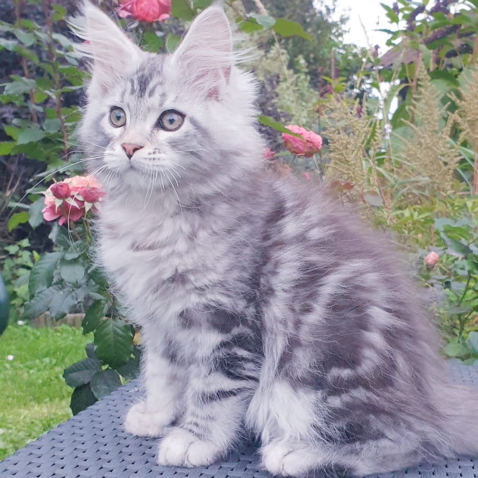 Irbis Maine Coon male, black silver tabby