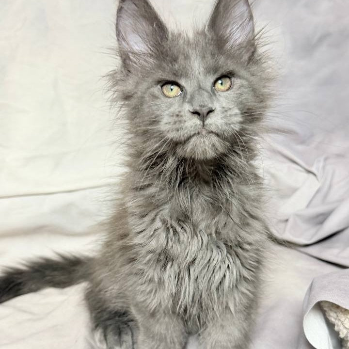 Imany Maine Coon polydactyl 5x5x6x6 female, blue silver