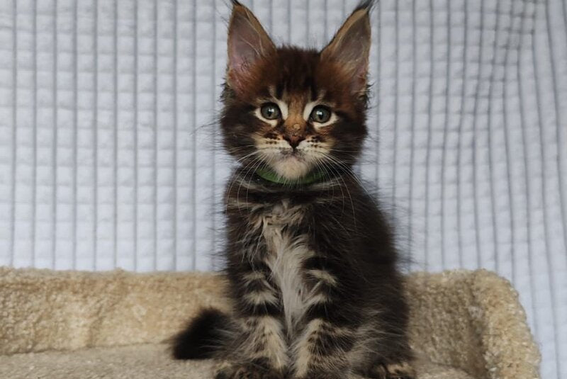 Mateo Maine Coon male, black tabby