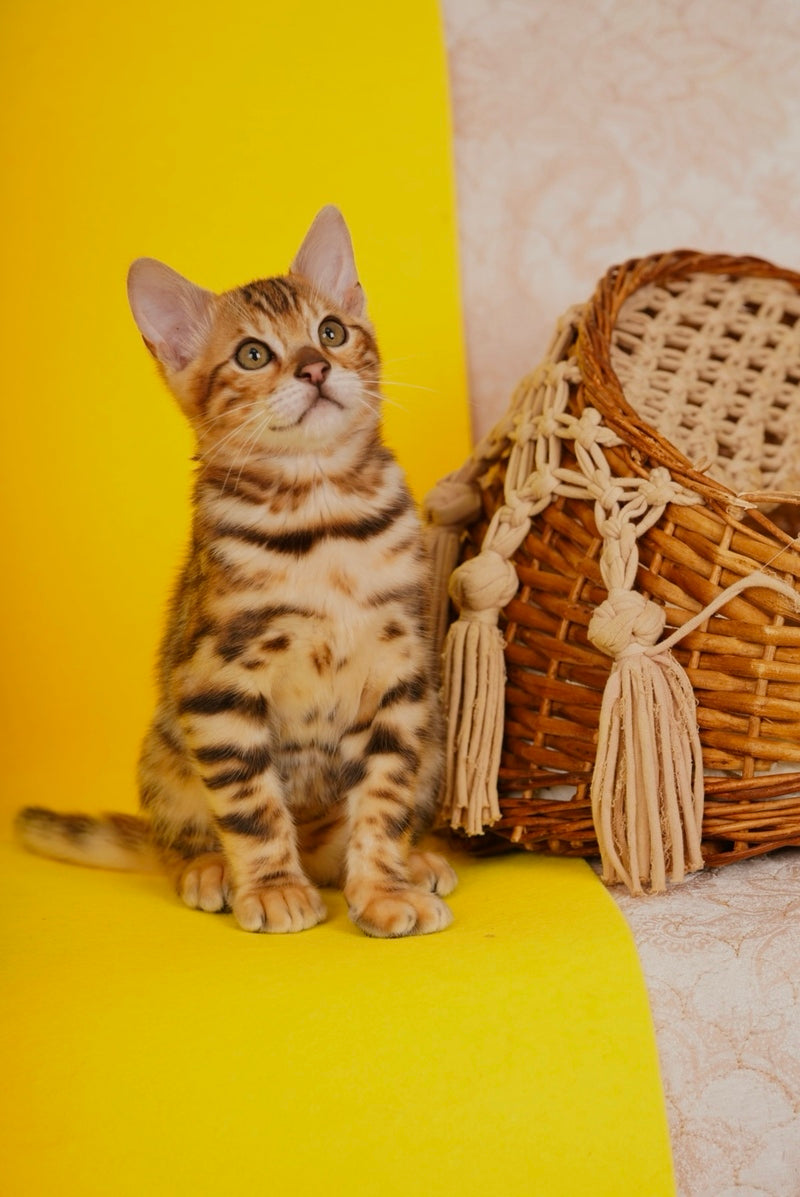 Jayson Bengal male, black spotted tabby