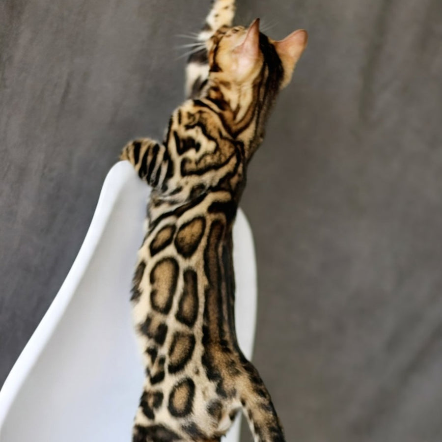 Romeo Bengal male, black spotted tabby