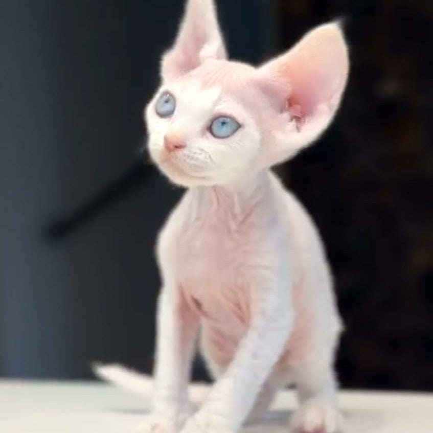 Snow Devon Rex female, white