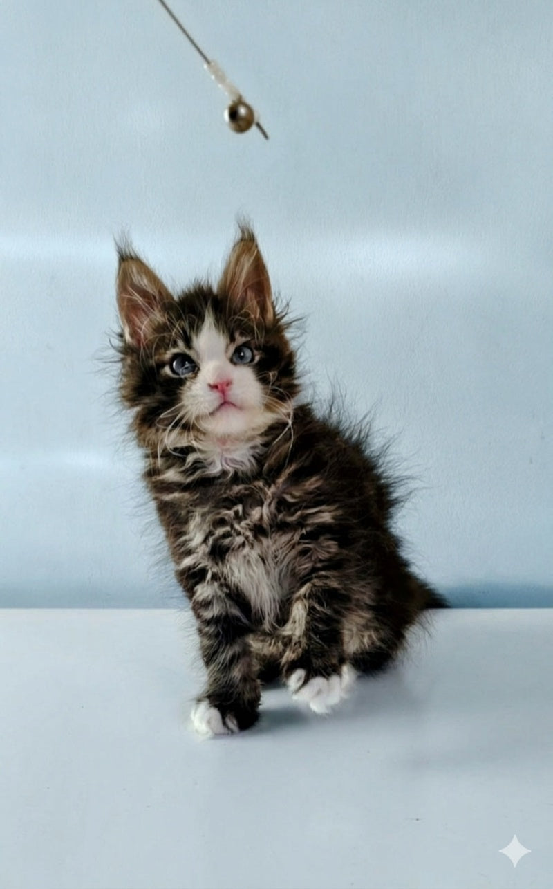 Lamborghini Maine Coon female, black spotted tabby with white