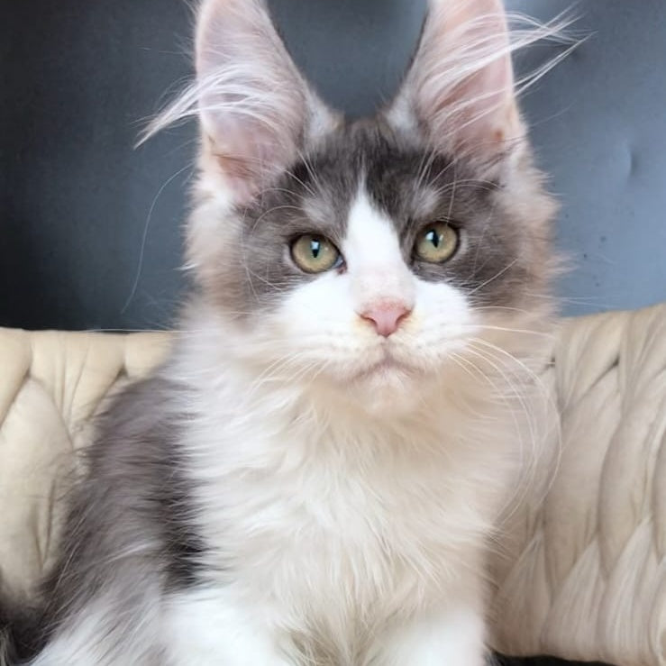 Casanova Maine Coon male, black silver bicolour