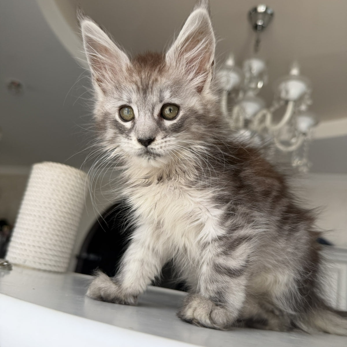 Dofrina Maine Coon female, black silver tabby