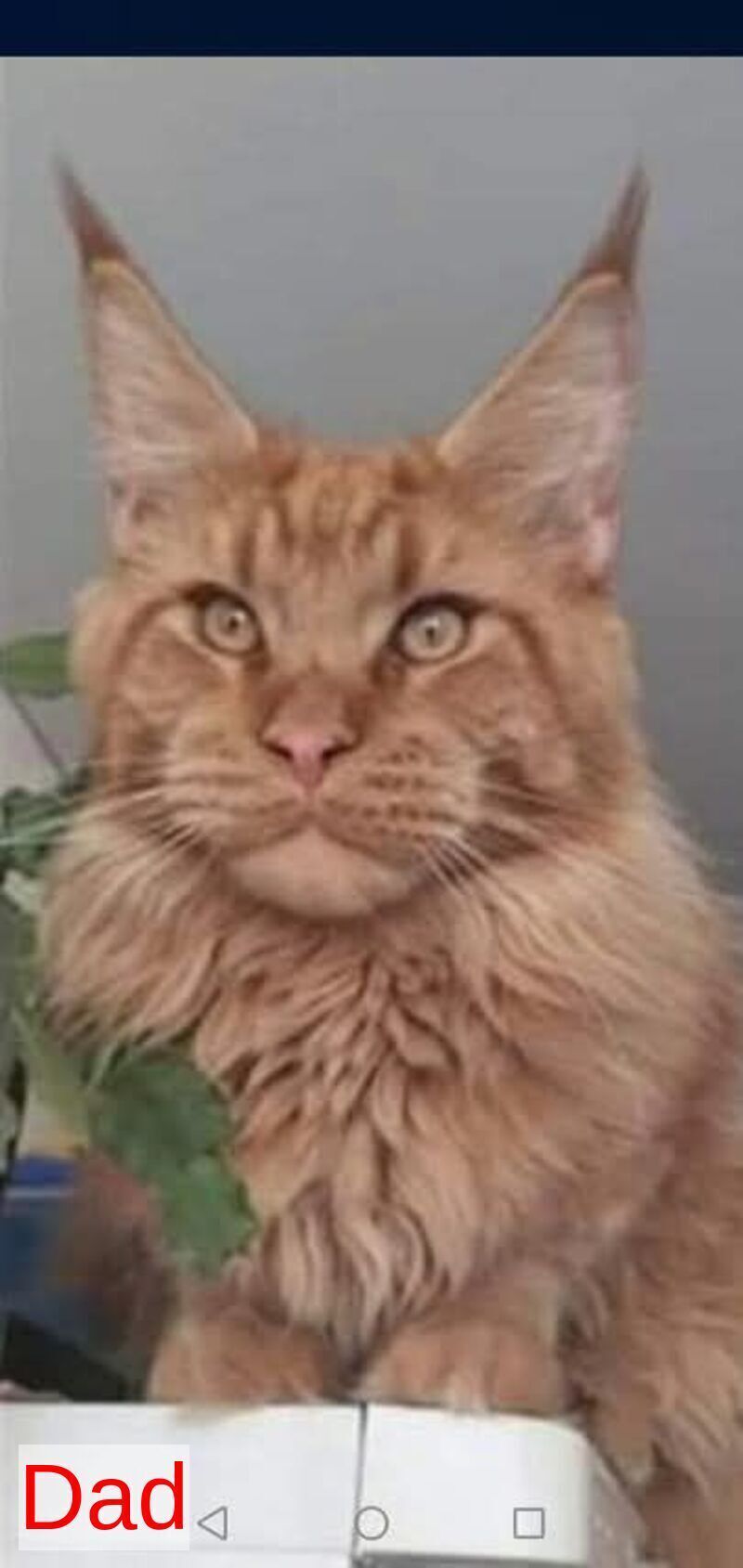 Victor Maine Coon male, black tabby