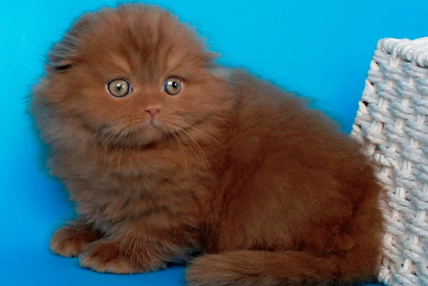 Quasar British Longhair male cinnamon - live animals