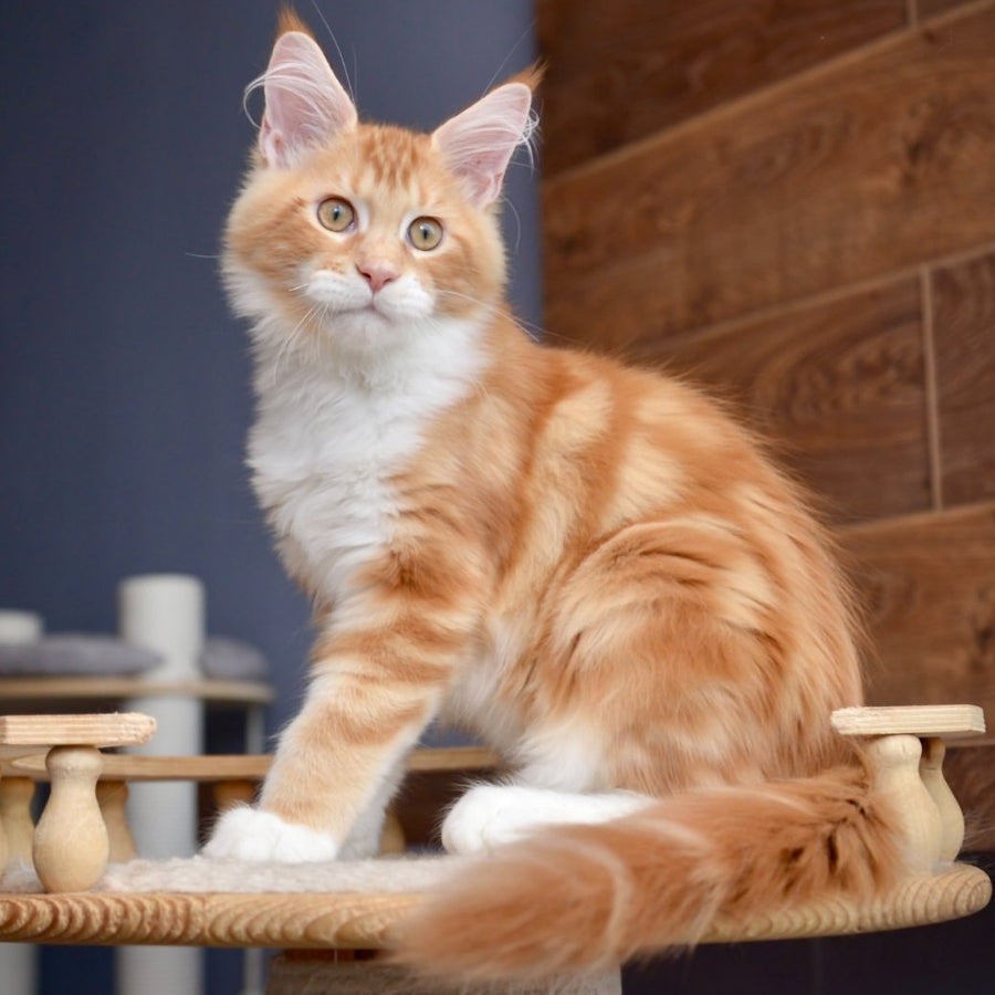 Xotil Maine Coon male, red with white tabby