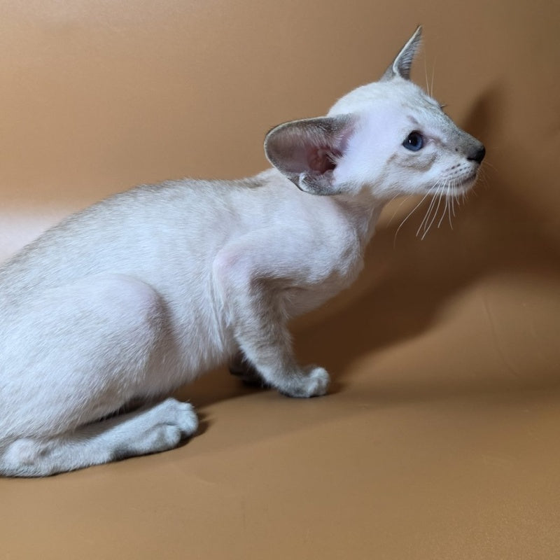 Yarina Siamese female, black spotted tabby