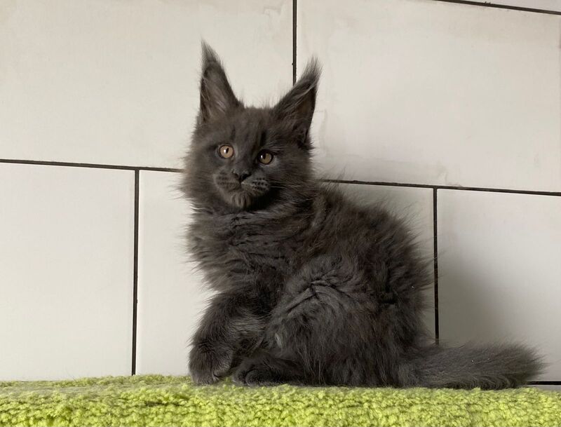Vilyu Maine Coon polydactyl male, blue