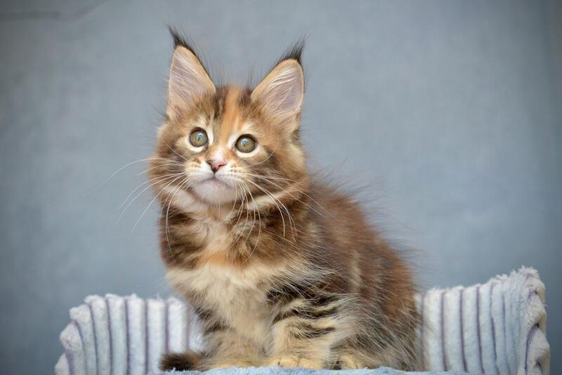 Vatrushka Maine Coon female black tortie with white tabby live animals