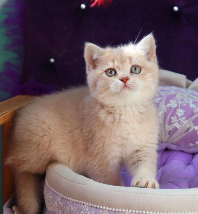 Perla British Shorthair female lilac golden shaded - live animals