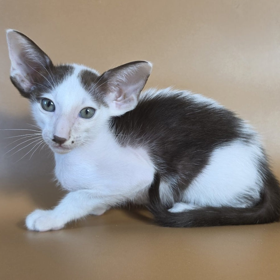 Cookie Oriental Shorthair male, chocolate van